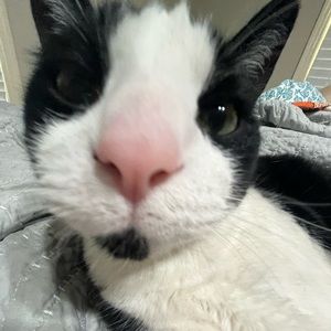 Meet your Posher, Adelle